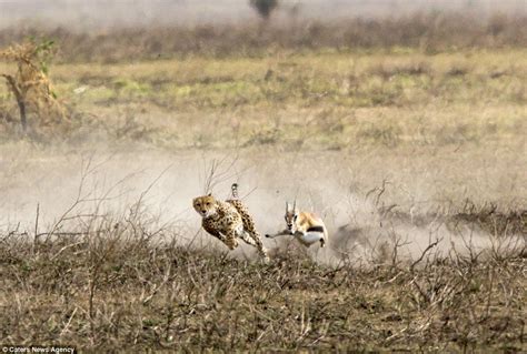 Cheetah brings down gazelle after chase in Tanzania | Daily Mail Online