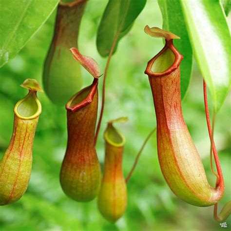 Tropical Pitcher Plant — Green Acres Nursery & Supply