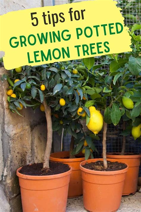 lemon tree plant - Chain Impressed