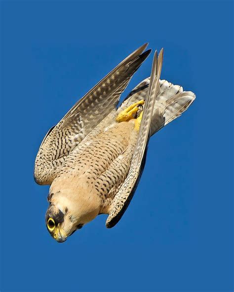 MHWPC - "Diving Peregrine Falcon" by Rob Palmer | Peregrine falcon ...