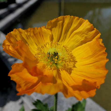 Poppy along a water lily pond | Poppy along the upper water … | Flickr