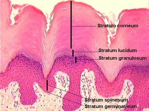 Stratum lucidum Image | Human Anatomy