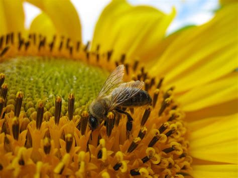 Pollination – Honey Bee Research Centre