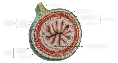 Anatomy of a Bowel Lumen Diagram | Quizlet