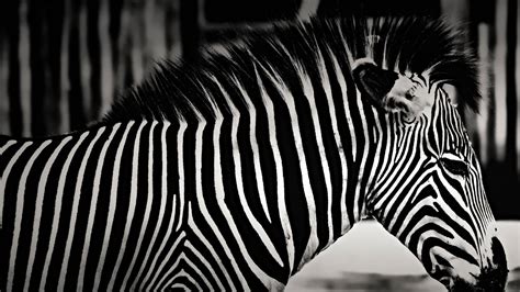 [100+] Zebra Wallpapers | Wallpapers.com