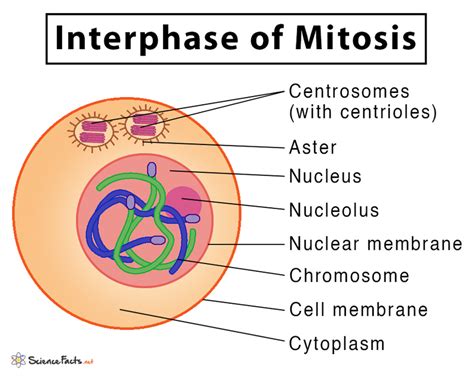 Mitosis Diagram