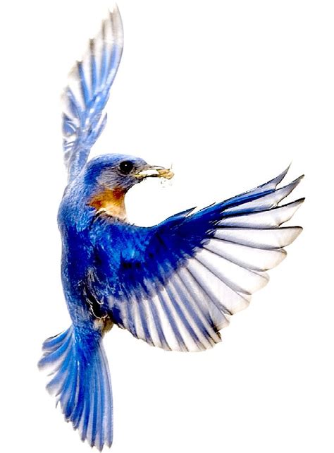 Blue Bird Flying Drawing at GetDrawings | Free download