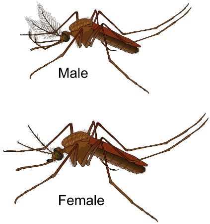 Mosquito Types, Anatomy & Lifespan - Video & Lesson Transcript | Study.com