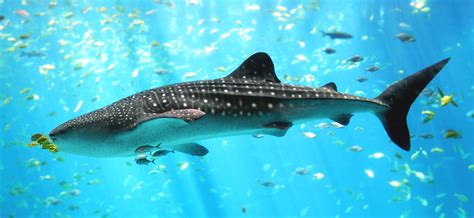 File:Whale shark Georgia aquarium.jpg - Wikipedia, the free encyclopedia