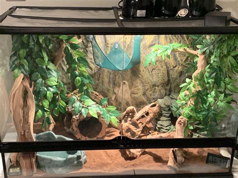 I think my dude loves his new set-up. 😍😍 he’s been hiding quite a bit recently so I figured he ...