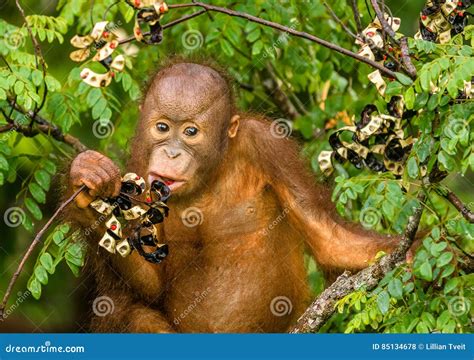 Wild Baby Orangutan Eating Red Berries in the Forest of Borneo Malaysia ...