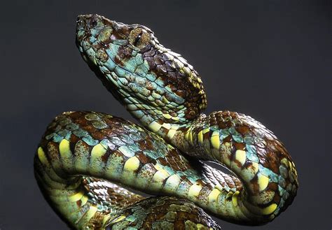 Malabar pit viper in 2022 | Colorful snakes, Snake, Pit viper