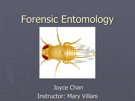 PPT - Forensic Entomology PowerPoint Presentation - ID:28563