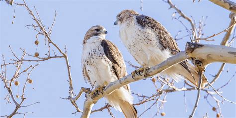 Scientists track red-tailed hawks nesting near WashU campus - Center for the Environment