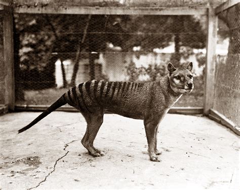 New study reveals that the Tasmanian tiger might have survived to 1980s or later | University of ...