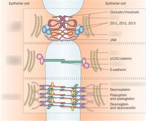 Cell Surface and Cell Adhesion Diagram | Quizlet