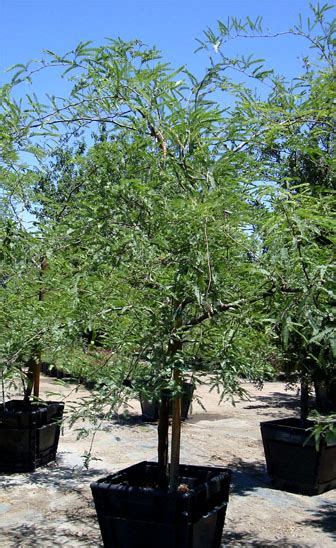 Estrella Canyon Nursery - Chilean Mesquite