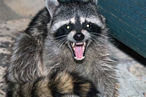 Royalty Free Raccoon Teeth Pictures, Images and Stock Photos - iStock