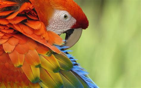 Parrot Close Bird Feathers Colorful Paints Widescreen Desktop Pcs Full Hd : Wallpapers13.com