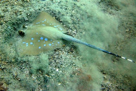 The Blue-spotted Stingray - Whats That Fish!