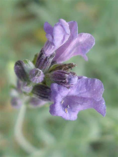 lavender flower petals.jpg Hi-Res 720p HD