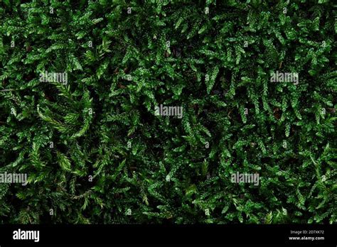 Green forest moss texture background, copy space Stock Photo - Alamy