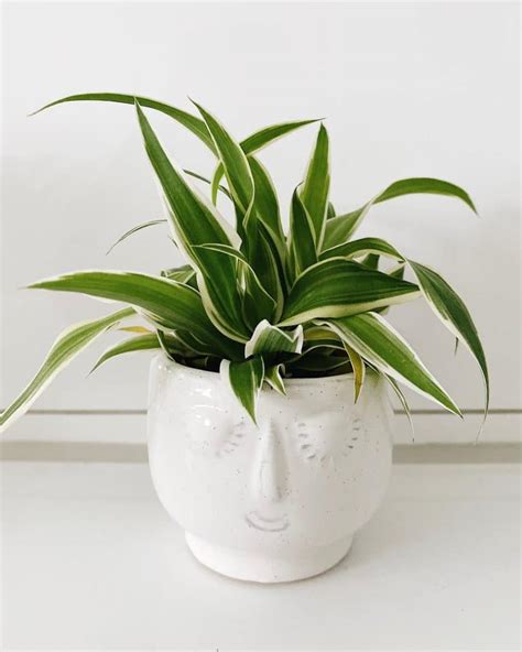 Dracaena Reflexa: Plant Care & Growing | Plantcarefully