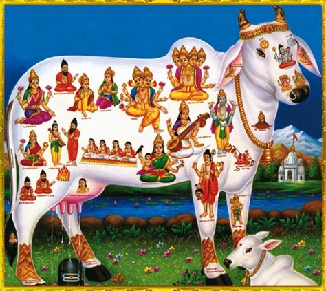 Kamadhenu Sacred Cow Pictures