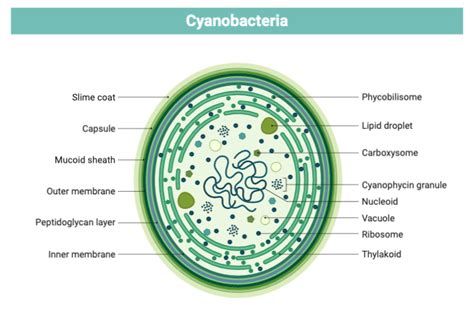 Cyanobacteria Structure | BioRender Science Templates