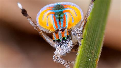 Are these the weirdest animals of Australia?