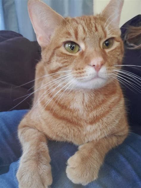 Pretty Orange Kitty on the Couch Stock Image - Image of couch, orange: 163411561