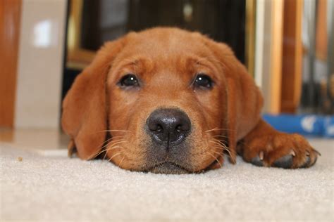 Labrador Fox Red Lab Puppies