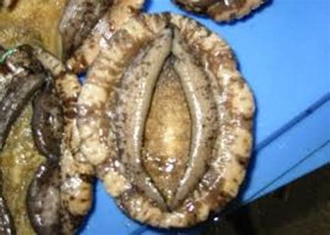 10 Facts about Abalone - Fact File