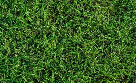 Celebration Bermudagrass® - Nimmer Turf Farm