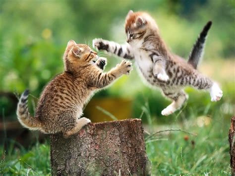 Cute Two Cat Playing Wallpaper | Wallpaper ME