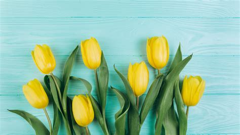 Spring Tulip Yellow Flower In Blue Wooden Background 4K 5K HD Flowers Wallpapers | HD Wallpapers ...