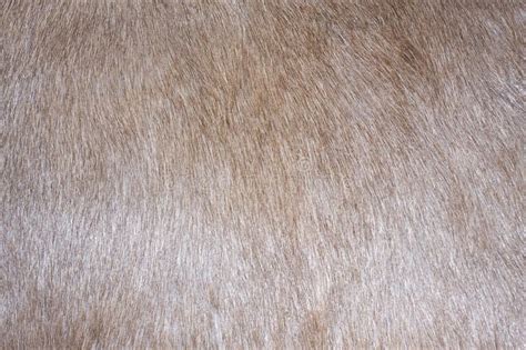 Fur texture. Close-up of reindeer fur for texture or backgroud , #ad, # ...