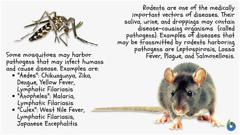 Vector Definition and Examples - Biology Online Dictionary