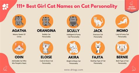 Best 111 Funny Cat Names for Any Kitty - Drlogy Cat Names