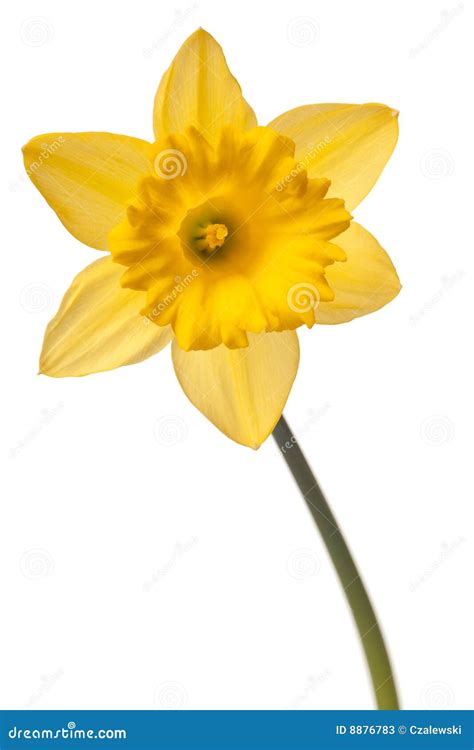 Yellow daffodil stock image. Image of petal, flower, copyspace - 8876783