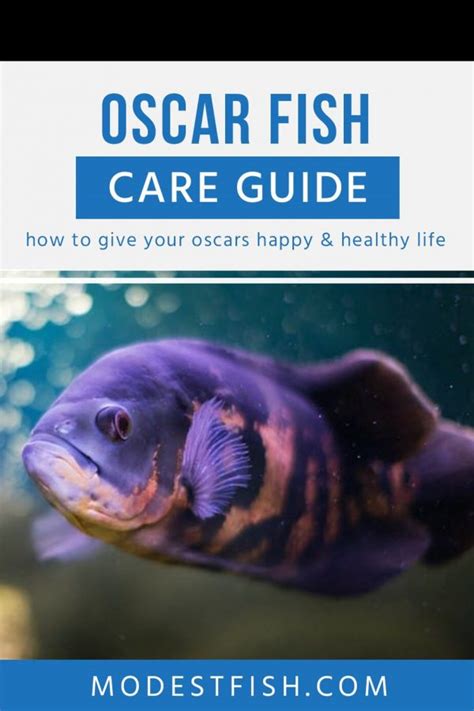 Oscar Fish Care Sheet: Your Definitive Guide for Providing Optimal Care