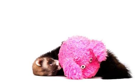 ferret play with toy | Cute ferrets, Funny ferrets, Cute animals