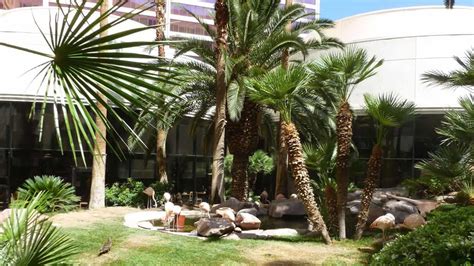 Wildlife Habitat at the Flamingo - Vegas Food & Fun