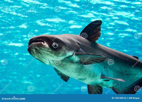 An Endangered Mekong Giant Catfish Pangasianodon Gigas while Swimming on a Blue Water Aquarium ...