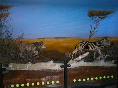 Lion Hunting Zebra by Stock-of-Rao on deviantART