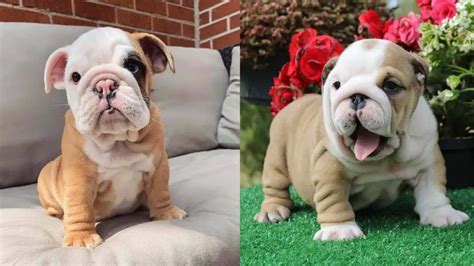 English Bulldog Colors: A Complete List of All Coat Colors | Puppies Club