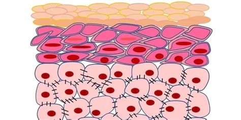 Epidermal Cells: A Complete Overview – Microscope Clarity