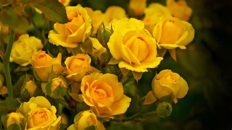 Yellow Flower HD Wallpapers - Wallpaper Cave