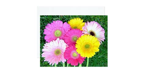 Gerbera Daisy Colors Card | Zazzle