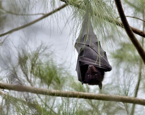 Black Flying Fox - Facts, Diet, Habitat & Pictures on Animalia.bio